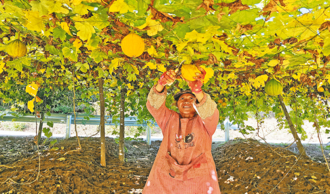 多元產業繪出豐收圖景