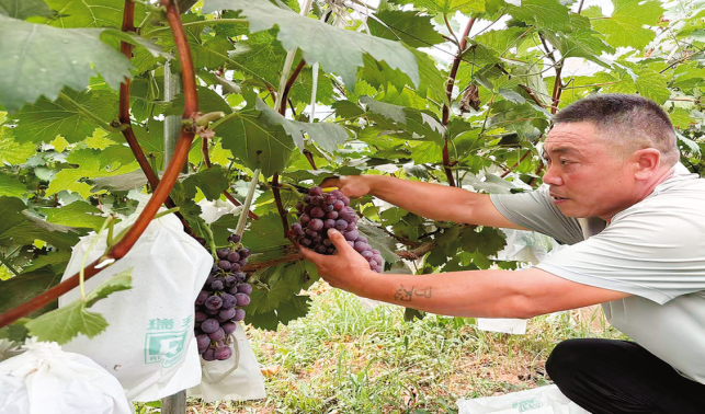 林果飄香產(chǎn)業(yè)興 “甜蜜經(jīng)濟”富百姓