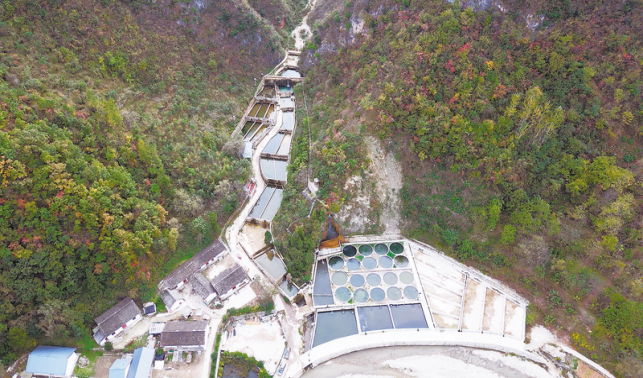 十里坪鎮 冷水魚“游”向大市場