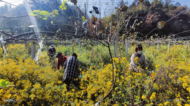 山村野菊花 增收好項目