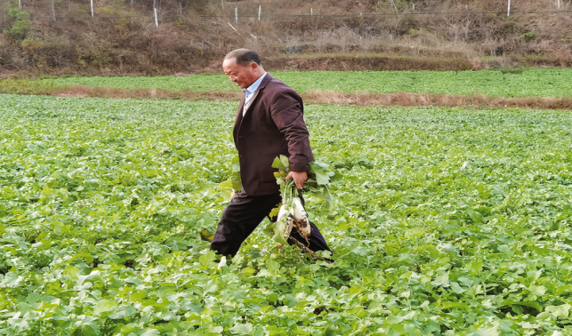 十里坪鎮 高山蔬菜賣進城