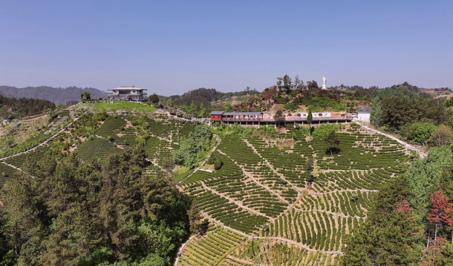 一口好茶，藏著這些氣象密碼